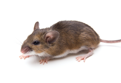 image of White Footed Mouse for Identification Purposes